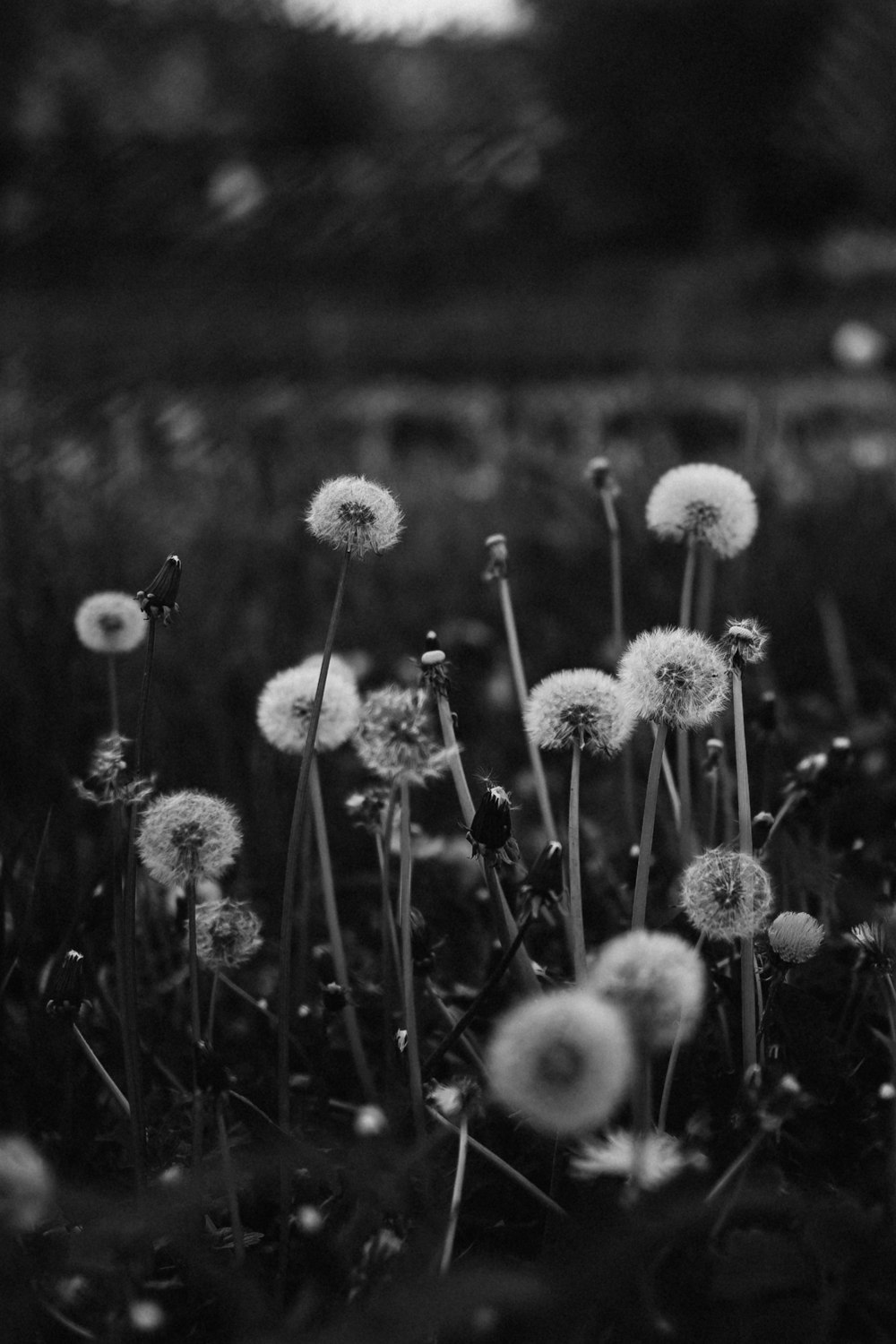 a black and white photo of a field of dandelions