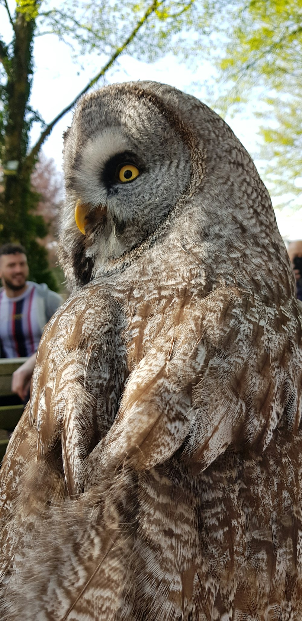 selective focus photography of owl