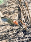 A close-up of a plant with pruned branches surrounded by brown mulch. A shovel blade is wedged into the ground, stabilized by orange tape wrapped around a branch.