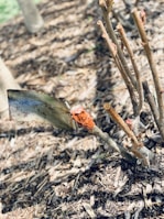Close-up of a weed-free garden bed with freshly applied mulch and trimmed shrubs.