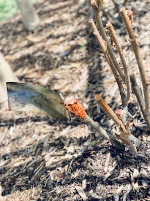A close-up of a plant with pruned branches surrounded by brown mulch. A shovel blade is wedged into the ground, stabilized by orange tape wrapped around a branch.