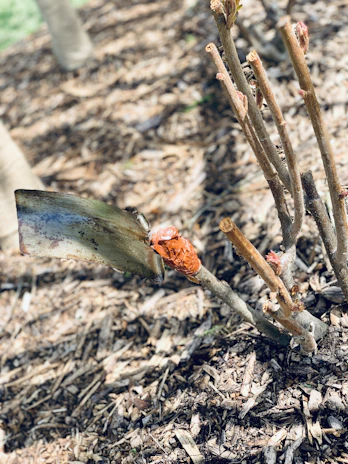 A small mulch machine in action, spreading rich mulch around newly planted shrubs in a garden project.