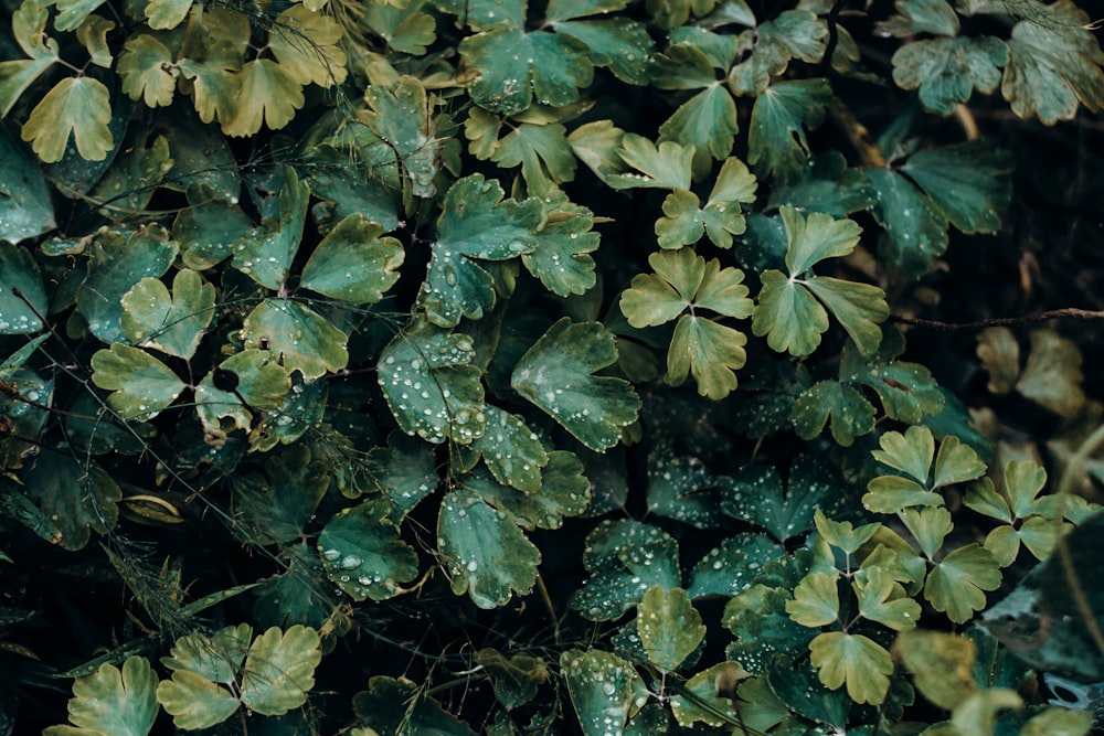 green leaf plants