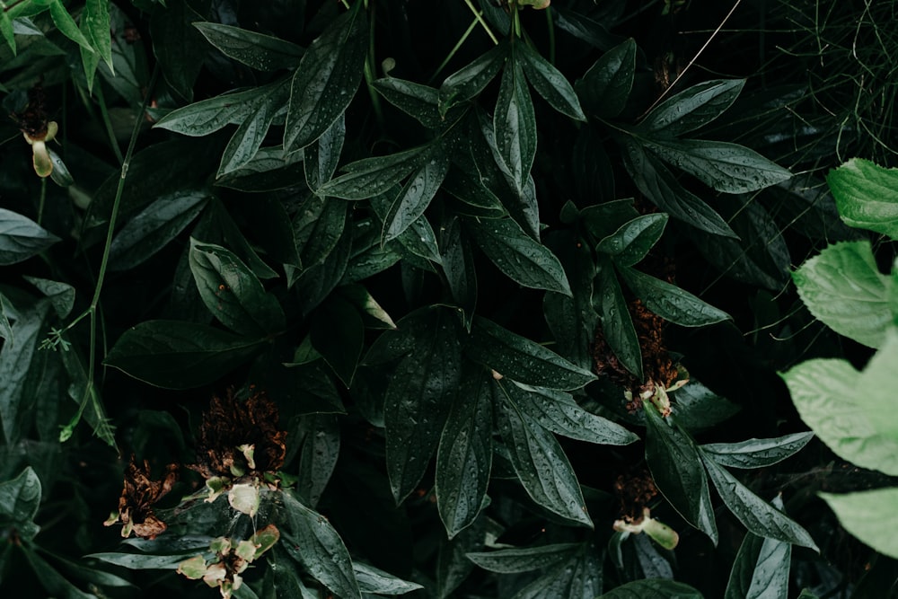 Cerrar foto de planta verde