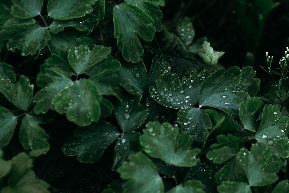 gotas de agua en las plantas de hoja verde
