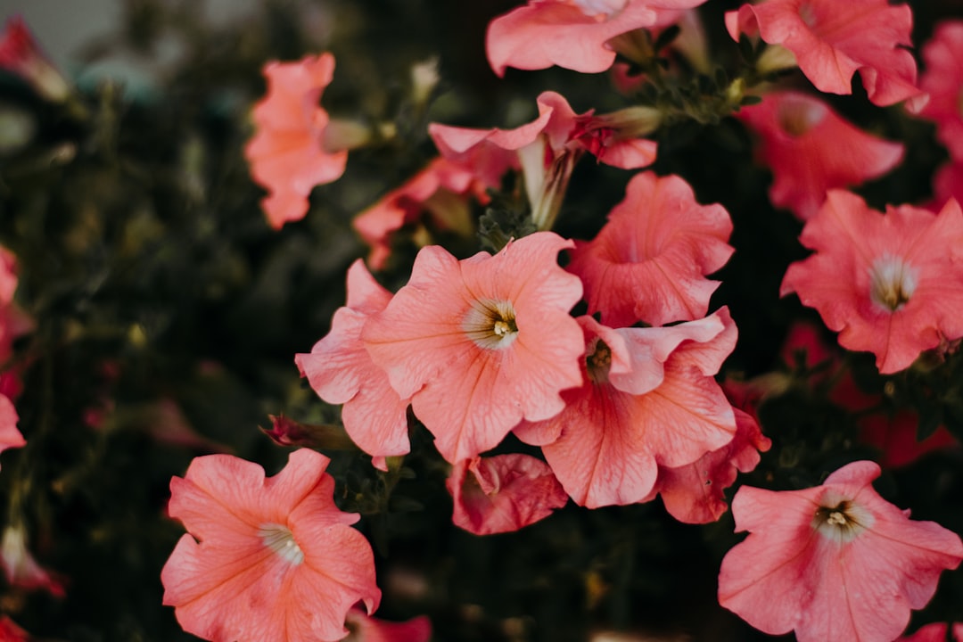 pink flowers blooming