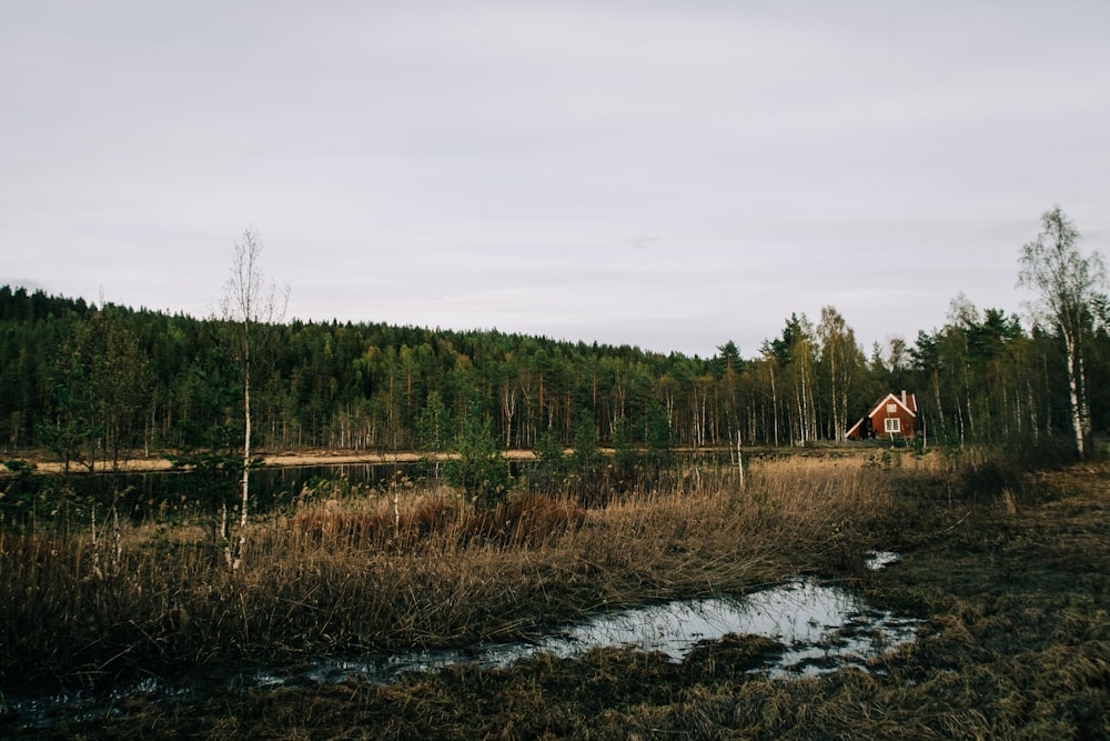 brown wooden houses at the woods under grey sky