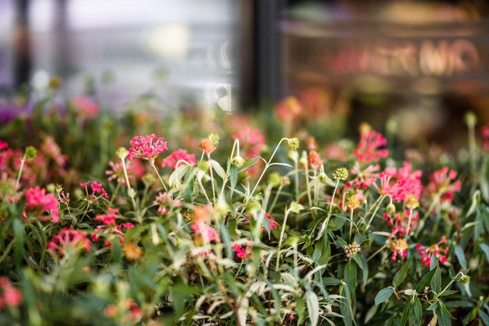 selective focus photography of pink flowers