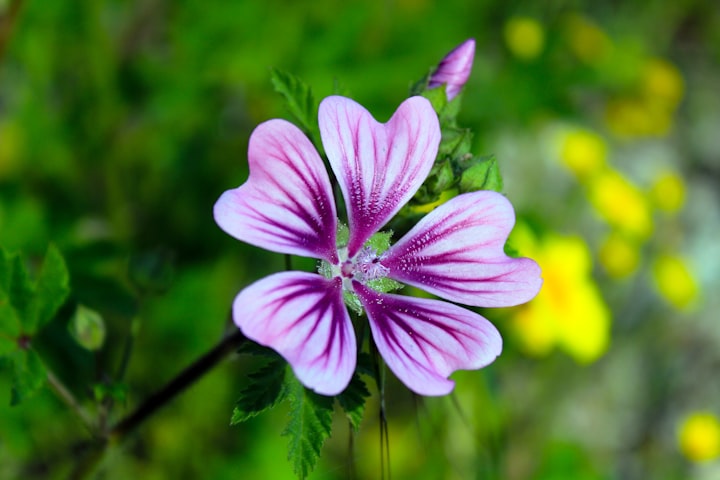 HOW DOES THE FLOWER SMELL