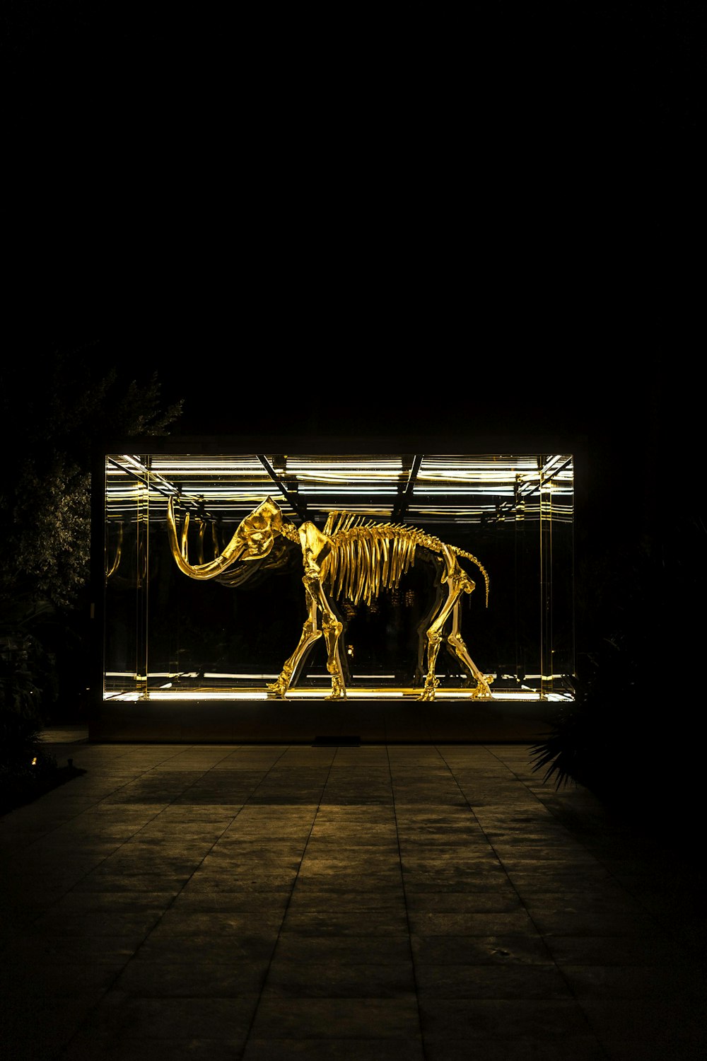 elephant skeleton in glass