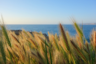 Rows of healthy organic grains swaying gently under a clear blue sky.