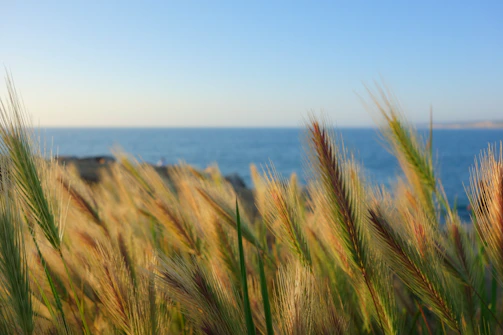 Golden grains swaying gently under a clear blue sky.