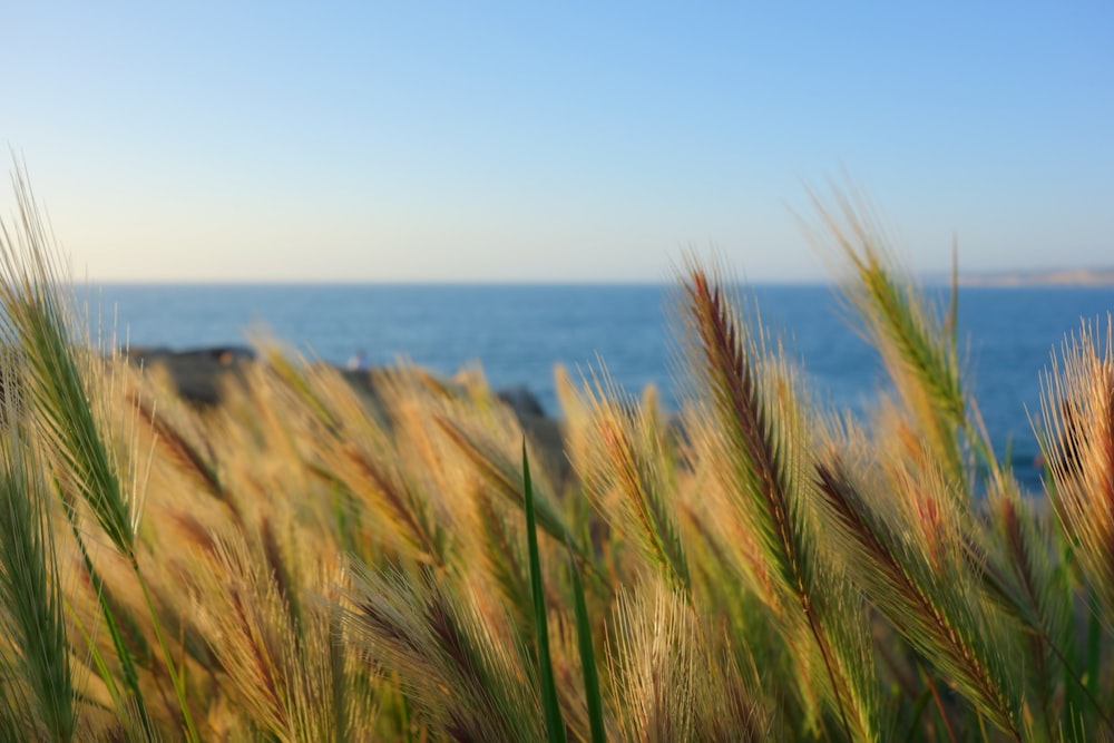 brown and green wheat field near blue sea