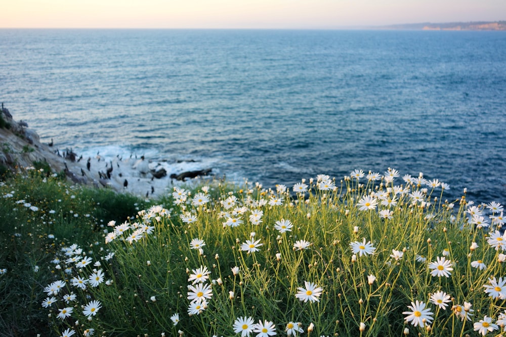 Weiße Gänseblümchen mit Blick auf das Meer