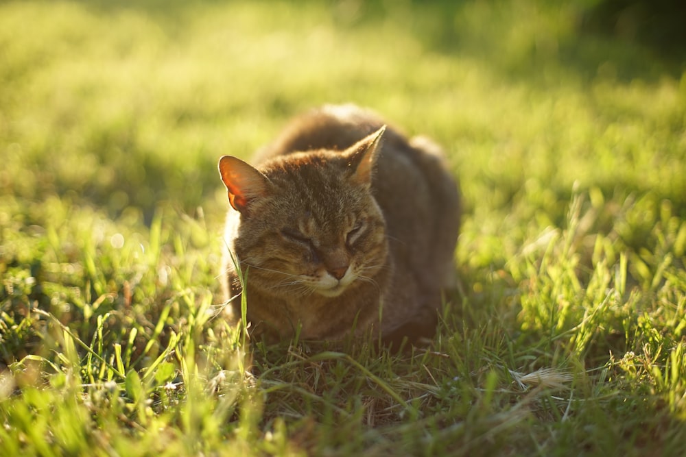 orange tabby cat