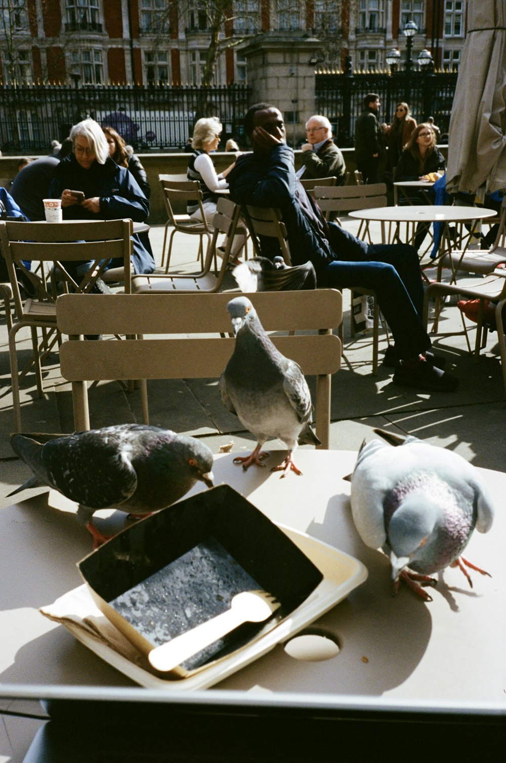 three pigeons on table