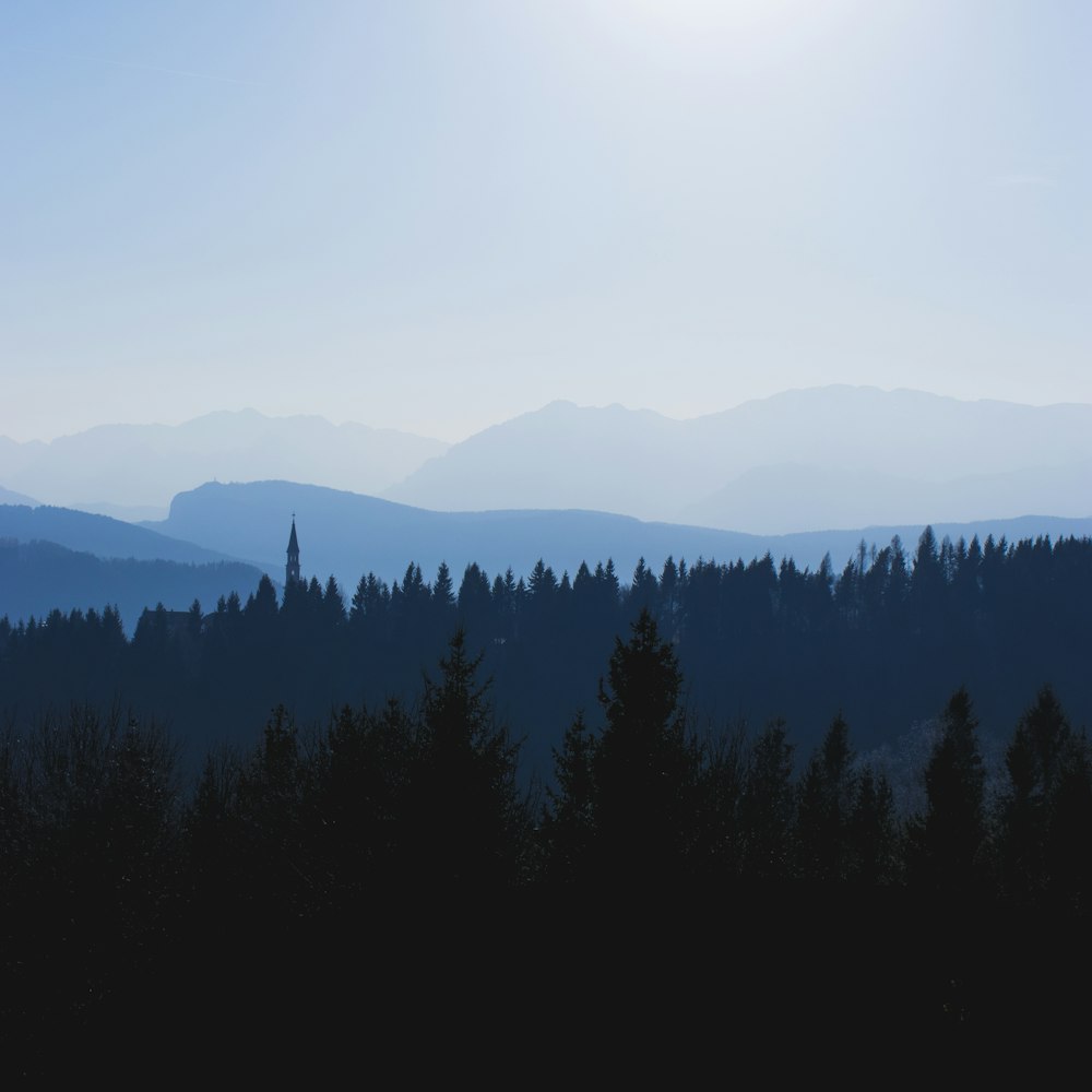 silhouette photography of pine trees