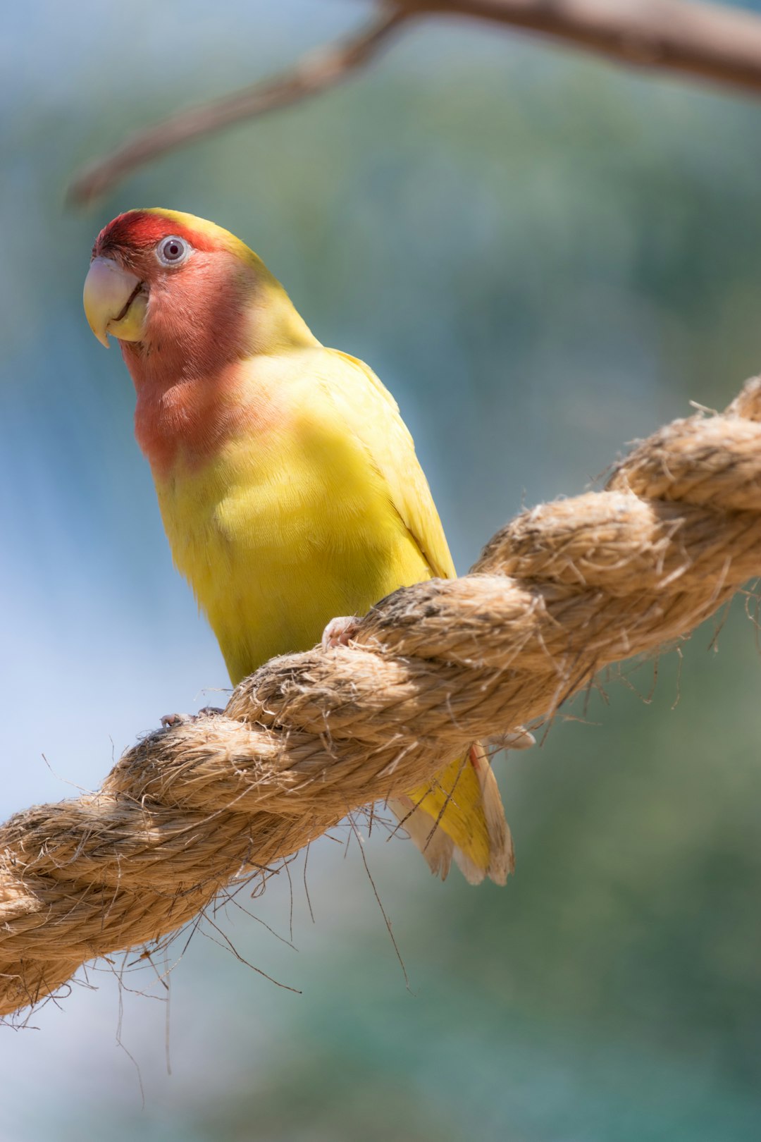 yellow and orange parrot