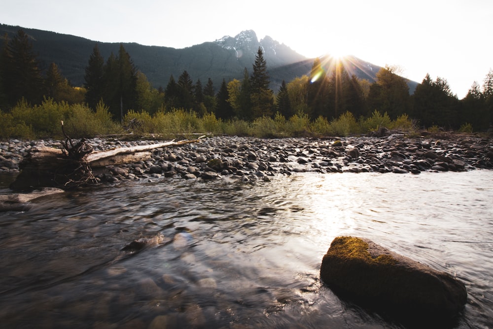 flowing water beside rocks near trees