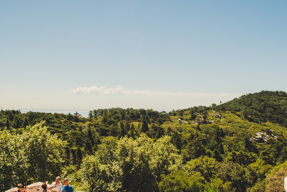 people standing on hill near forest