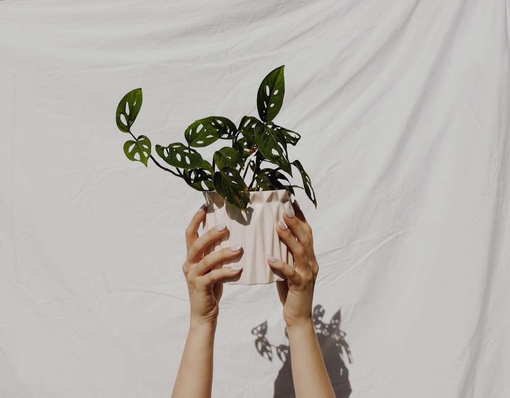 planta de folha verde no vaso branco