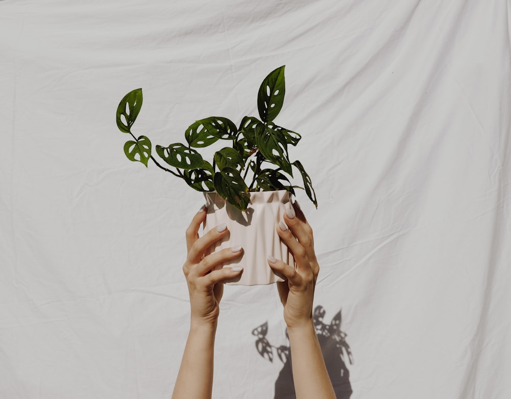 green leaf plant in white pot