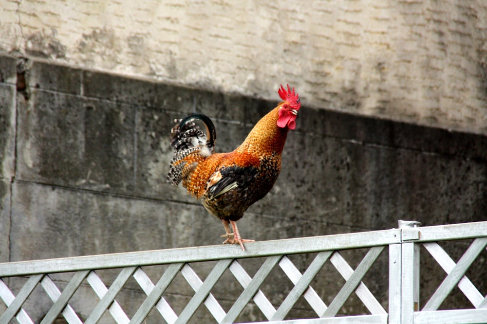 brown and black rooster