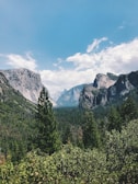 green pine tree and mountain