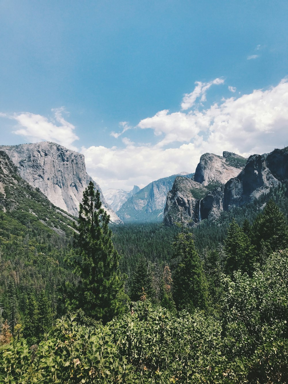 green pine tree and mountain