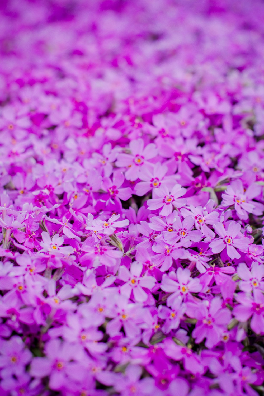 purple petaled flower