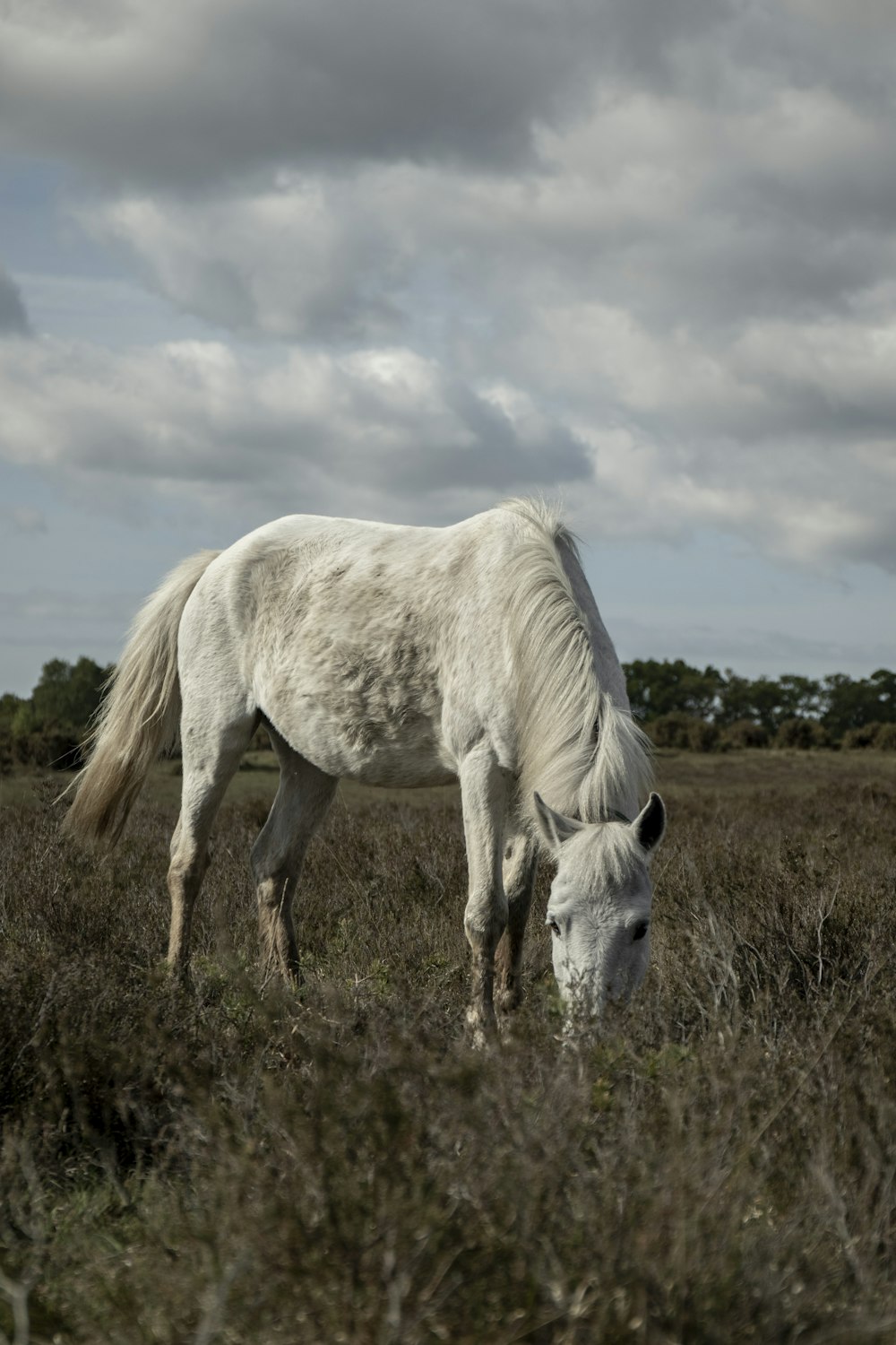 white horse eating grasses