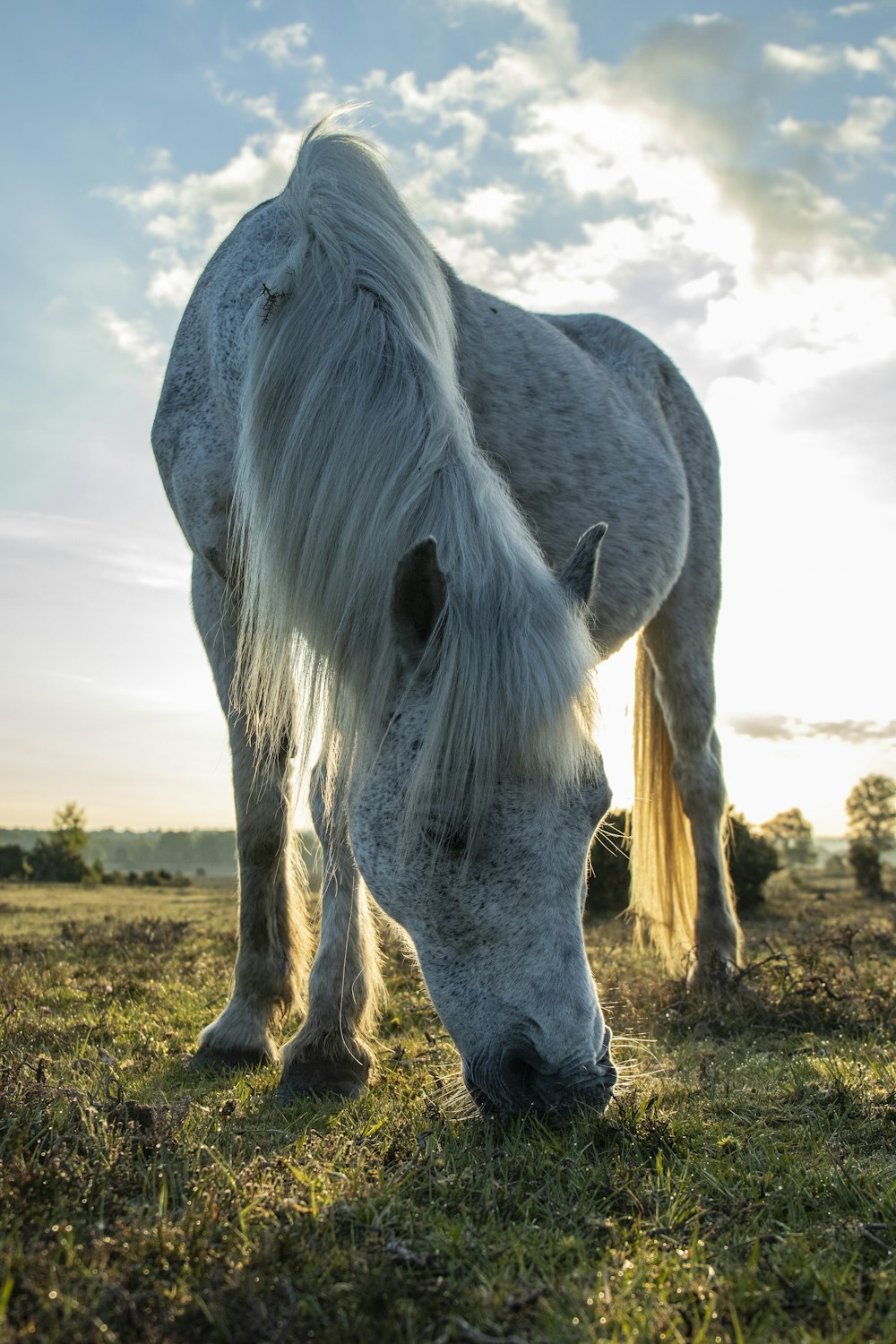 white horse eating grass