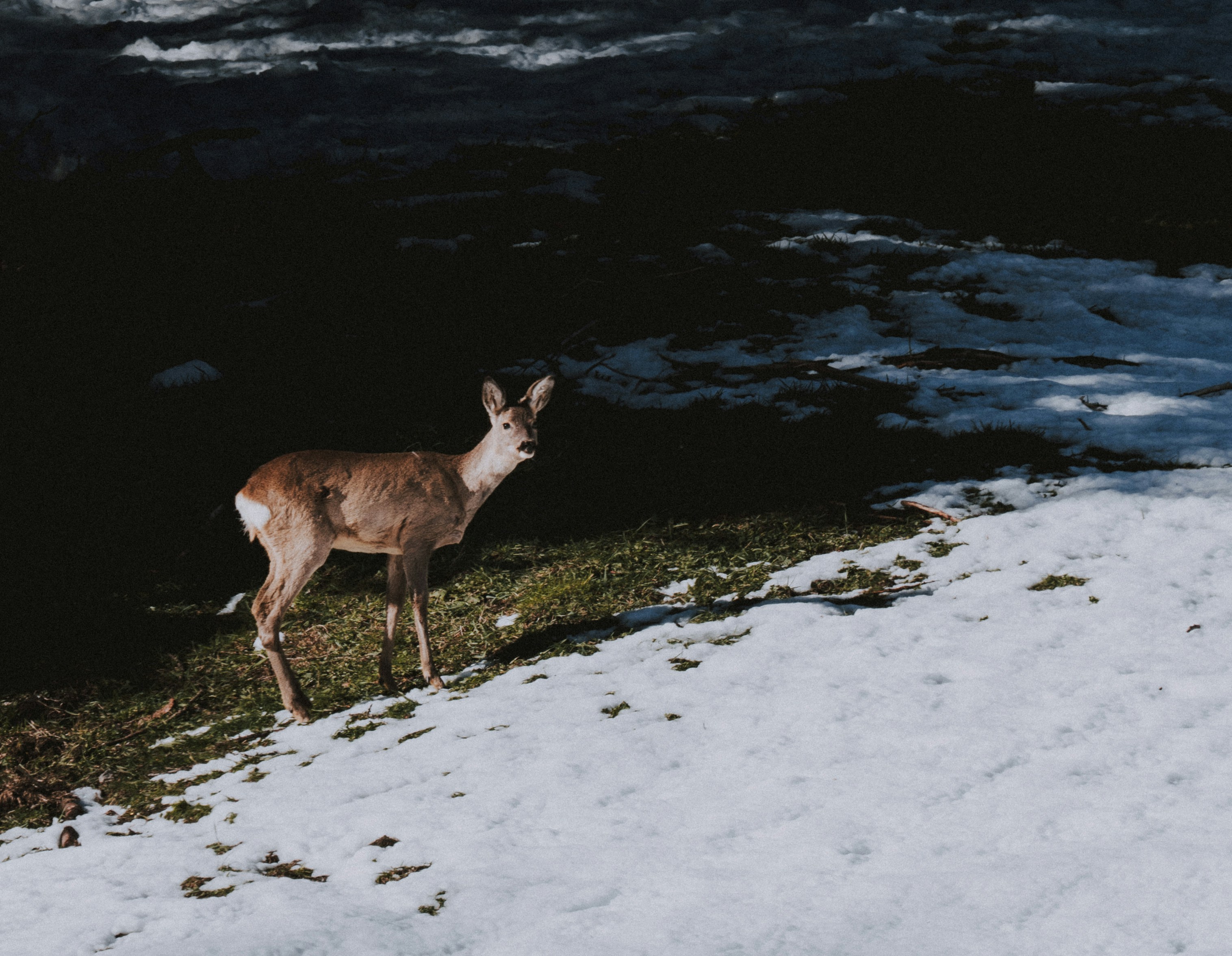 brown deer near water