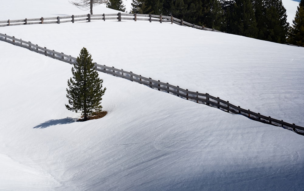 green pine trees