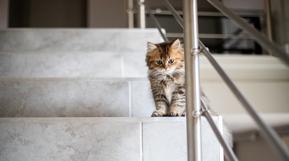 medium-furred brown cat