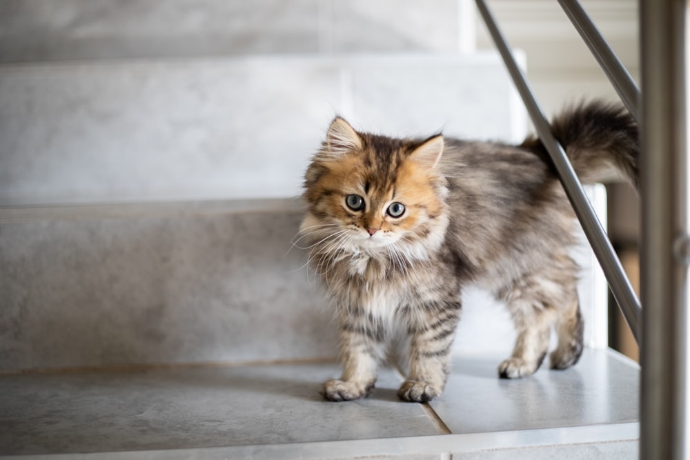 white and brown long-fur cat close-up photography