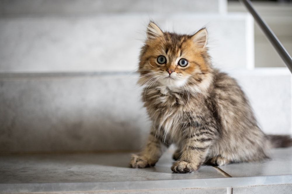 brown and yellow coated cat