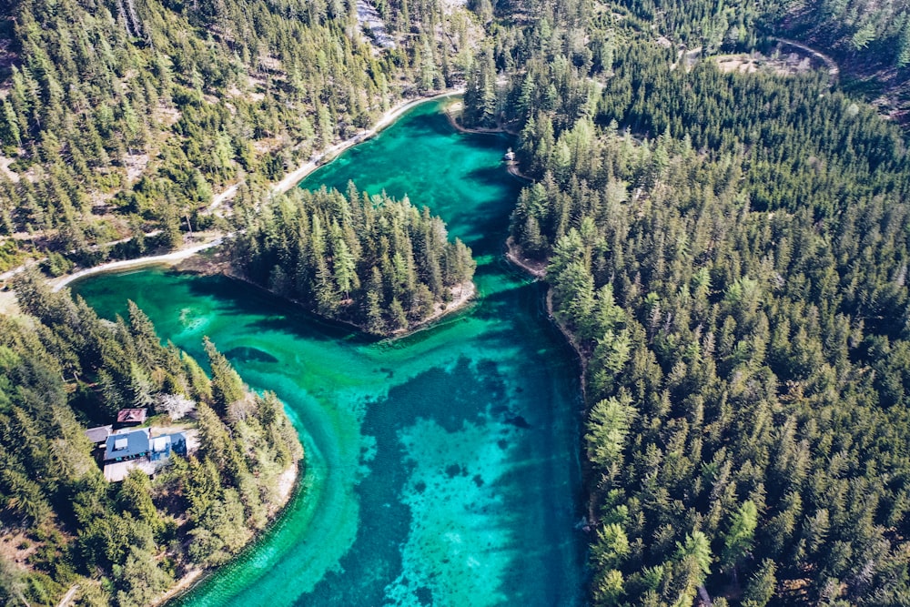 body of water near trees