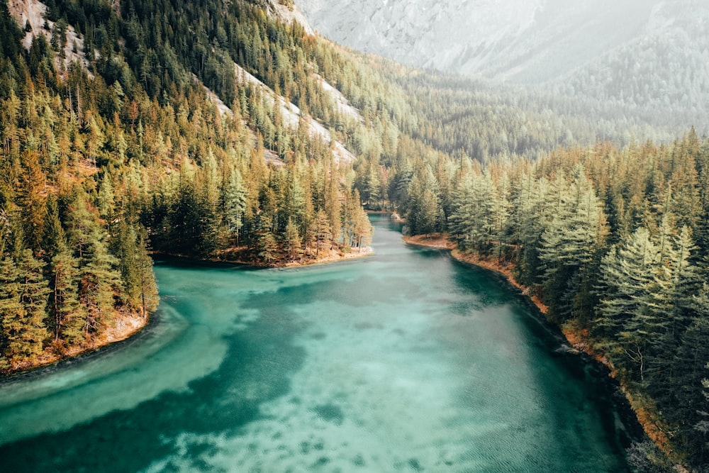 body of water near trees