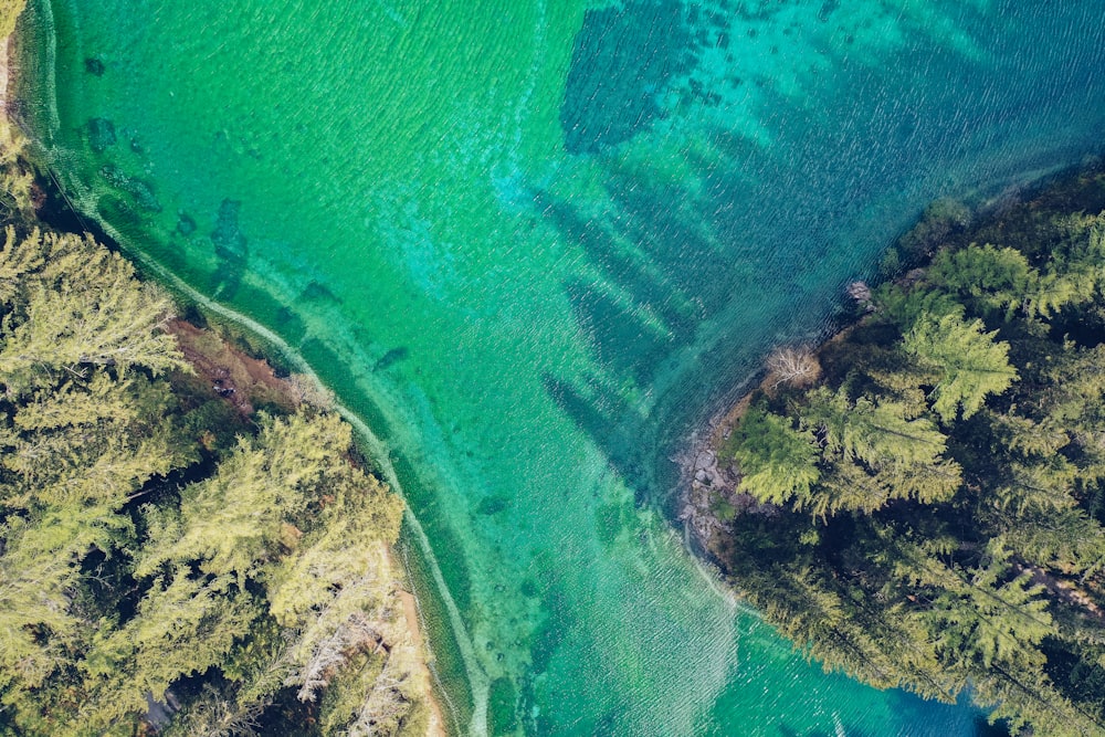 body of water near trees