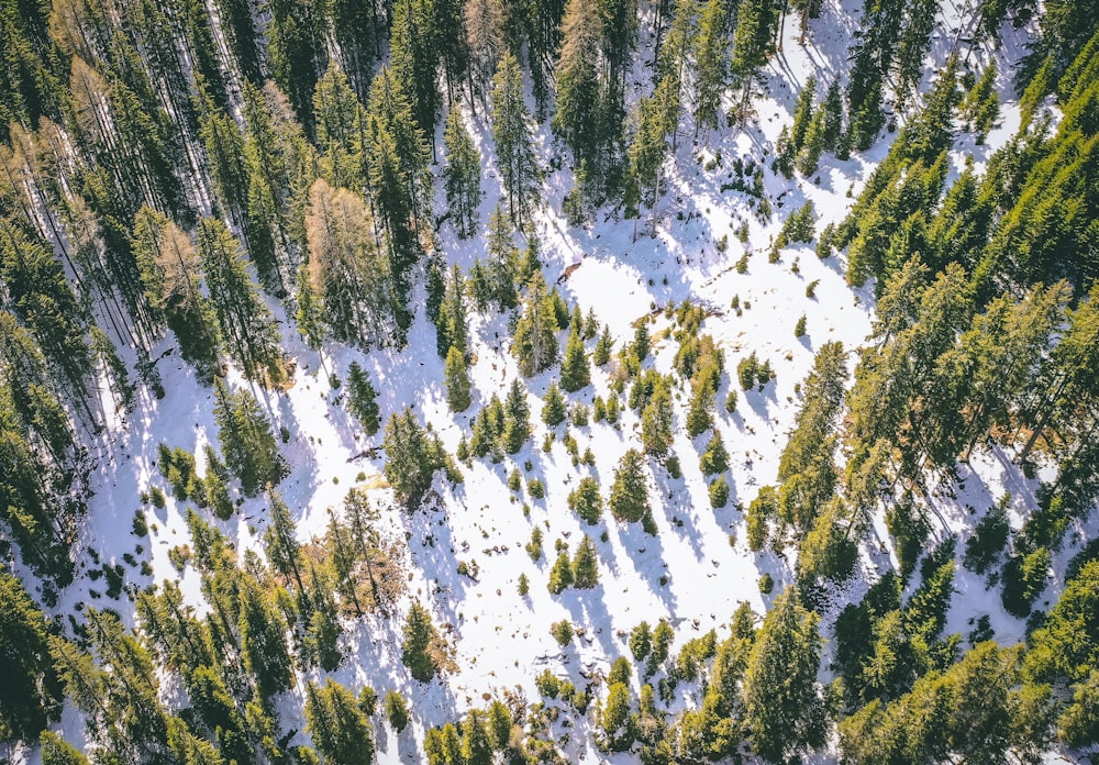 trees on a white land aerial view photography