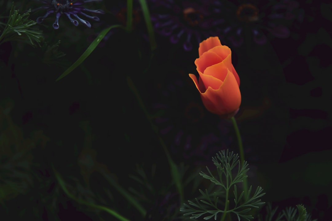 orange petaled flower