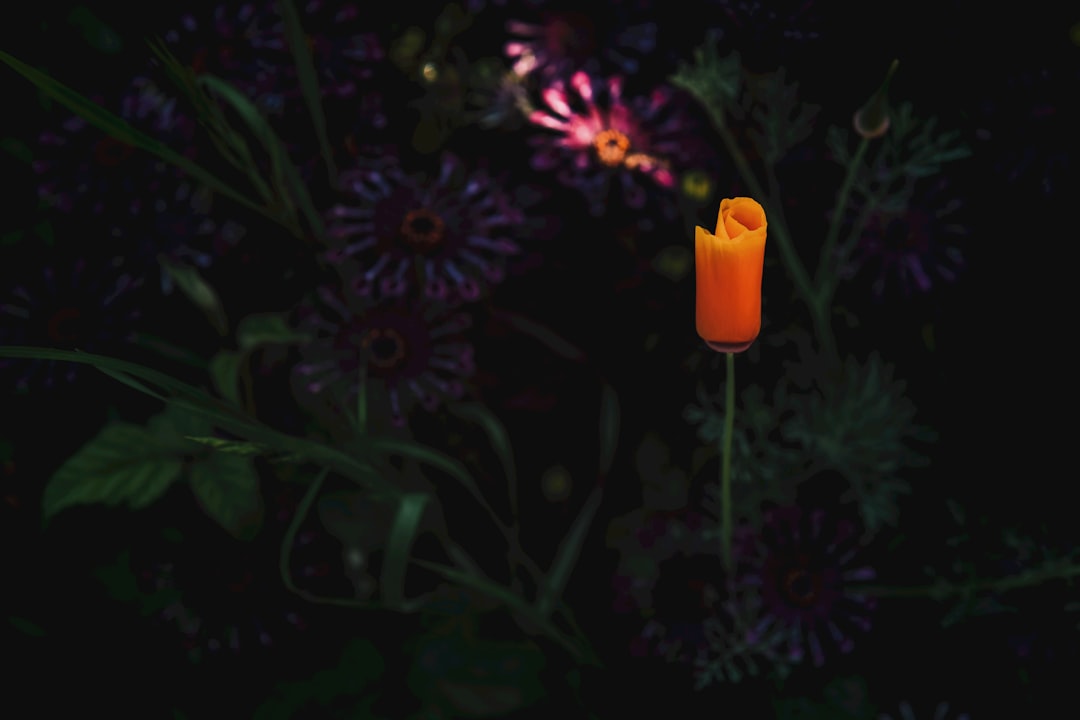 photo of orange and purple flowers