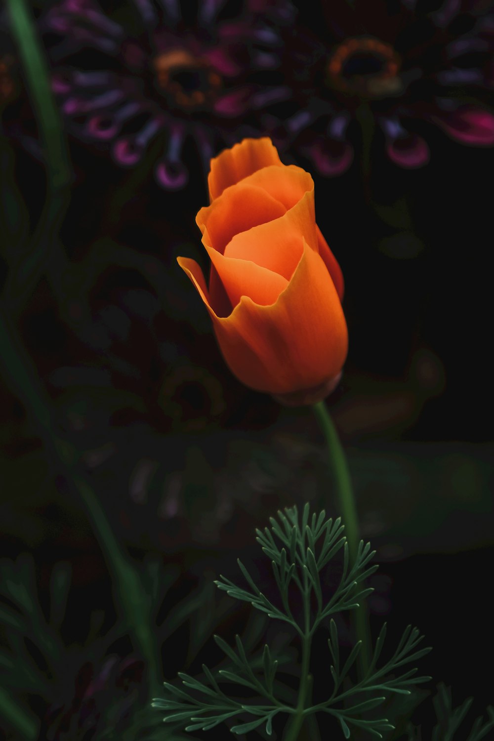 orange rose