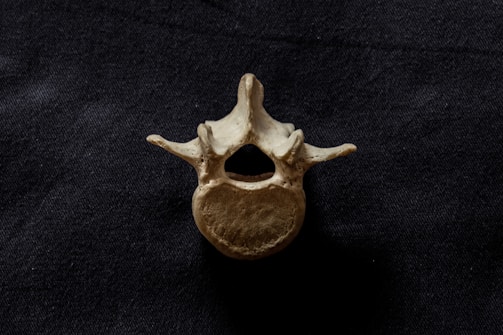 A single vertebra bone is placed against a dark, textured background. The bone has a central hole and two protruding structures on either side, displaying a natural, aged patina.
