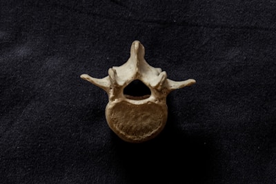 A single vertebra bone is placed against a dark, textured background. The bone has a central hole and two protruding structures on either side, displaying a natural, aged patina.