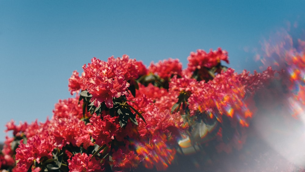 red petaled flower