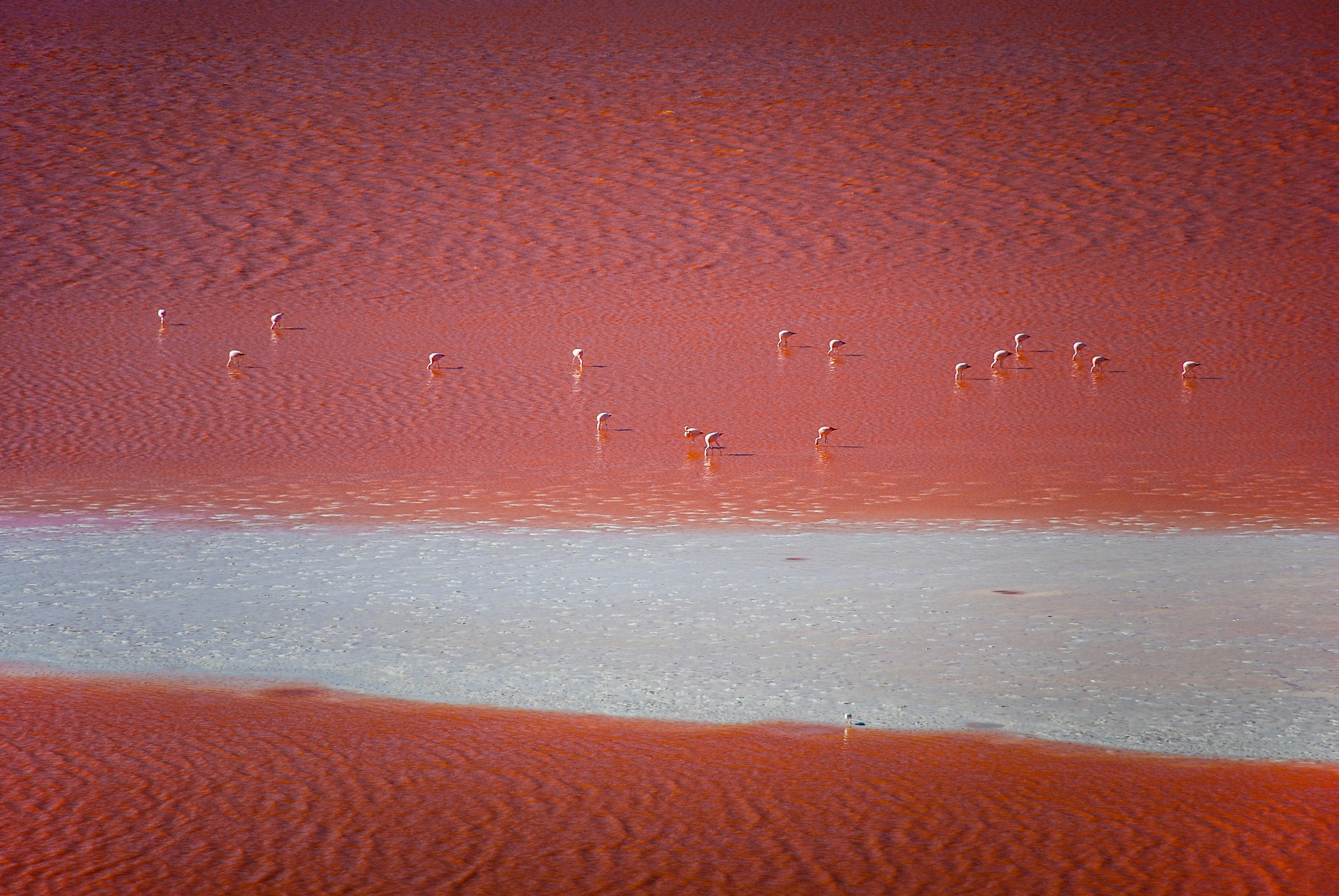 Altiplano, Bolivia - Flamingos feeding