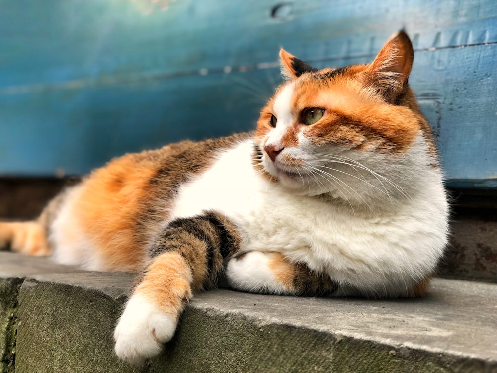 calico cat lying on concrete surface