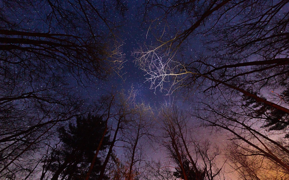 looking up at the night sky through the trees